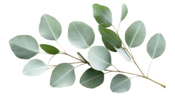 kosmetika eukalyptus